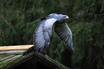 Greifvogel
