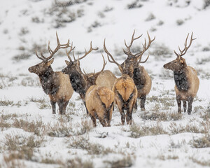 Group of Bull elk standing in snow in Rocky Mountains - Powered by Adobe