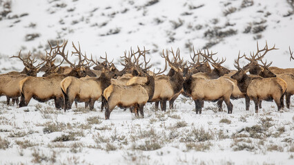 Bull elk gathered together in snow - obrazy, fototapety, plakaty