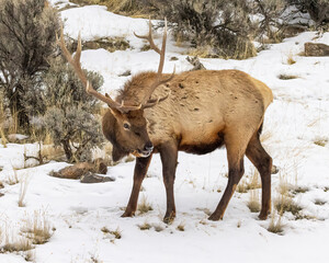 Bull elk in snow