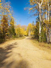 Fototapeta premium road in autumn forest
