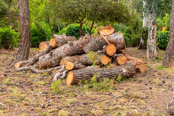 A stack of sawn pine trees in the park. Harvesting of wood. Woodworking industry. Background of nature. Ecological environment.