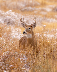 Young whitetail deer buck standing in snowy field