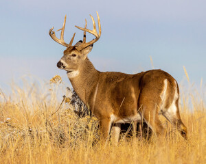 Trophy whietail buck in grass field