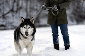 Walking with a husky dog ​​in winter.