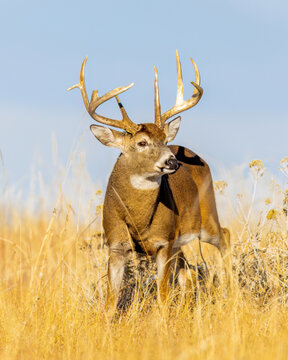 Trophy whitetail deer buck approaching through field