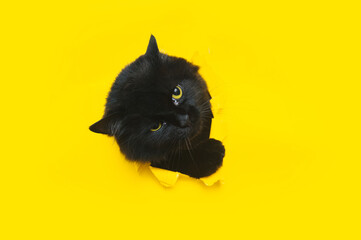 A big funny black cat with paw squeezes in and looks through a hole in yellow paper. Naughty pet...