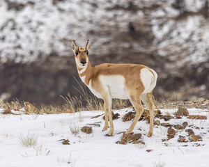 Pronghorn standing in snow