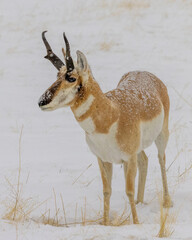Pronghorn antelope buck in snow - obrazy, fototapety, plakaty