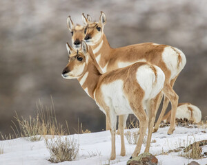 Pronghorn antelope stand in snow