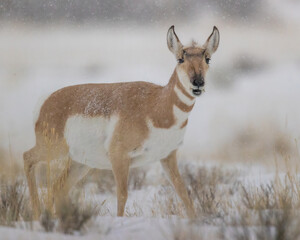 Pronghorn antelope standing in snow storm