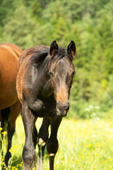Fototapeta premium portrait of foal walking at freedom at pasture with foal. sunny summer day