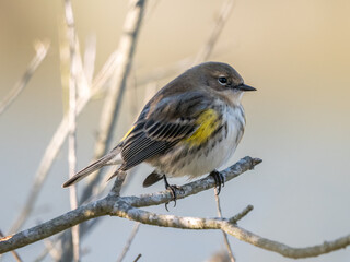 Obraz premium yellow-rumped warbler perched in a tree