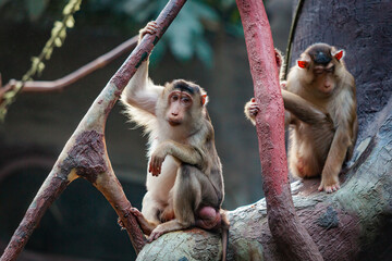 japanese macaque sitting on a tree