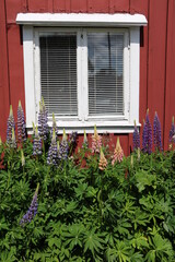 Fototapeta na wymiar Flowers of Lupinus polyphyllus in summer, Sweden