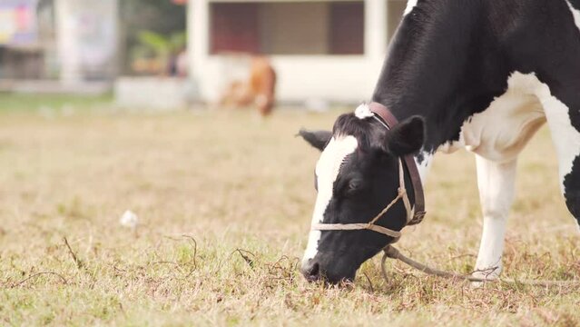 indian cow eat grass in field 