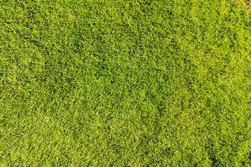 Texture of green grass. Summer background.