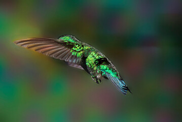 Colibrí volando con las alas extendidas hacia adelante © Maelia Rouch