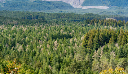 Overlooking Whakarewarewa Forest near Rotorua, New Zealand