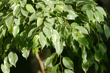 Indoor ficus benjamina plant in a pot  close-up. Ficus benjamina. Moraceae Family