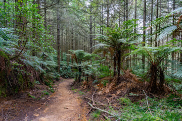 Trail along the redwood forest in Rotorua, New Zealand