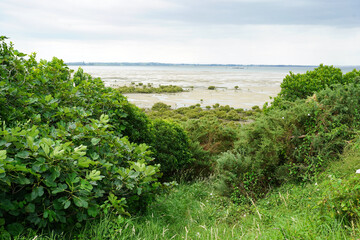 Fototapeta na wymiar Protected foreshore area of Manukau Harbour in Auckland, New Zealand