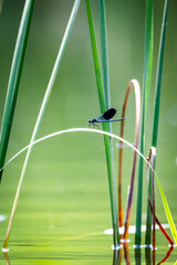 Dragonfly Calopteryx splendens on the Narew River