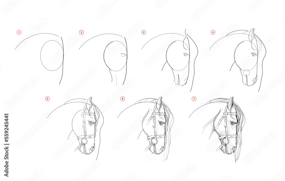 Wall mural page shows how to learn to draw sketch of horse head. pencil drawing lessons. educational page for a
