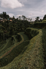 Tegallalang Indonesia nature natural beauty