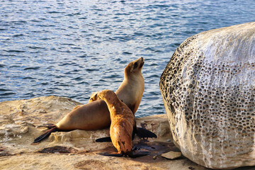 California sea lion on the rocks