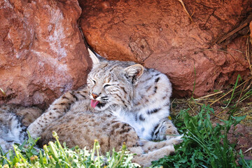 portrait of a bobcat
