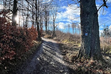 path in forest