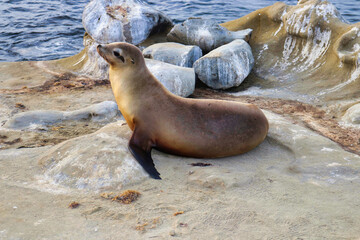California sea lion on rock