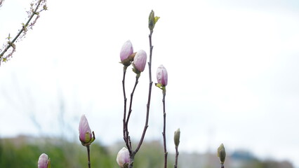 Yulan magnolia flowers are starting to bloom. Scientific name is Magnolia denudata.