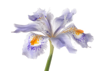 Iris japonica flower head