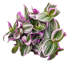 Tradescantia  Nanouk plant
