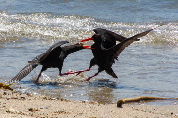 Red eye Oystercatcher