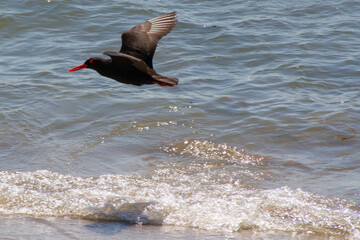 Red eye Oystercatcher