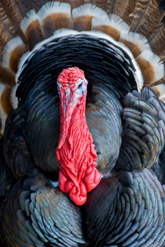 Close up of male turkey with engored snood and fanned tail feathers, Mexico.