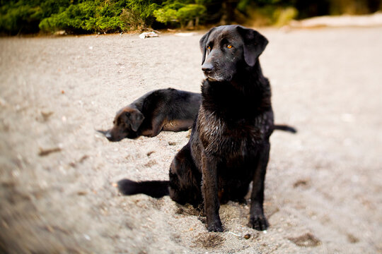 Two black dogs relaxing at the beach.
