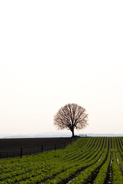 An oak tree stands in a farm field in spring, near Salem, Oregon.