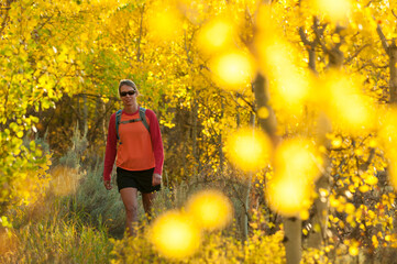Woman hiking in forest in autumn, Jackson Hole, Wyoming, USA