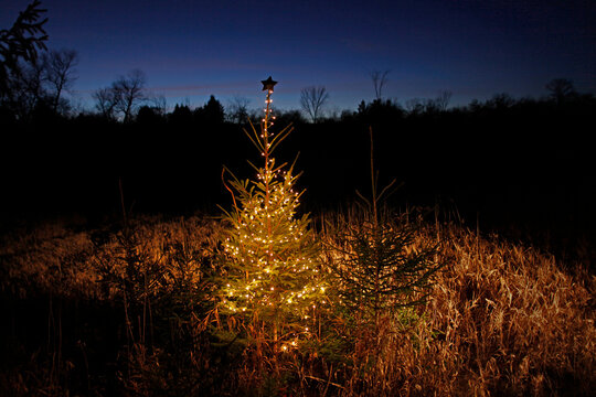 A tree in a wooded area is decorated with Christmas lights in Saukville, Wis.