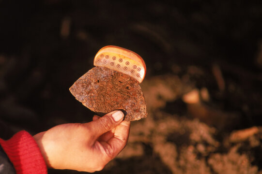 An old ulu knife.