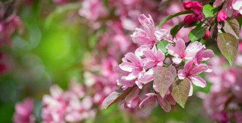 Pink cherry flowers in Spring