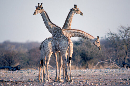 Giraffes
