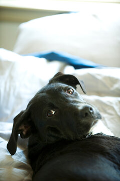 A black dog in Lake Tahoe, Calif.