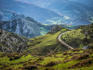 Horse grazing on landscape in the Picos de Europa near Potes. Cantabria, Northern Spain