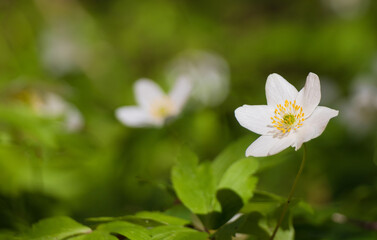 White anemone flower in spring forest, macro