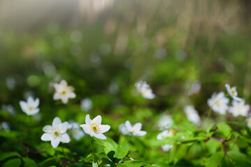 Nature Spring background with anemone flowers